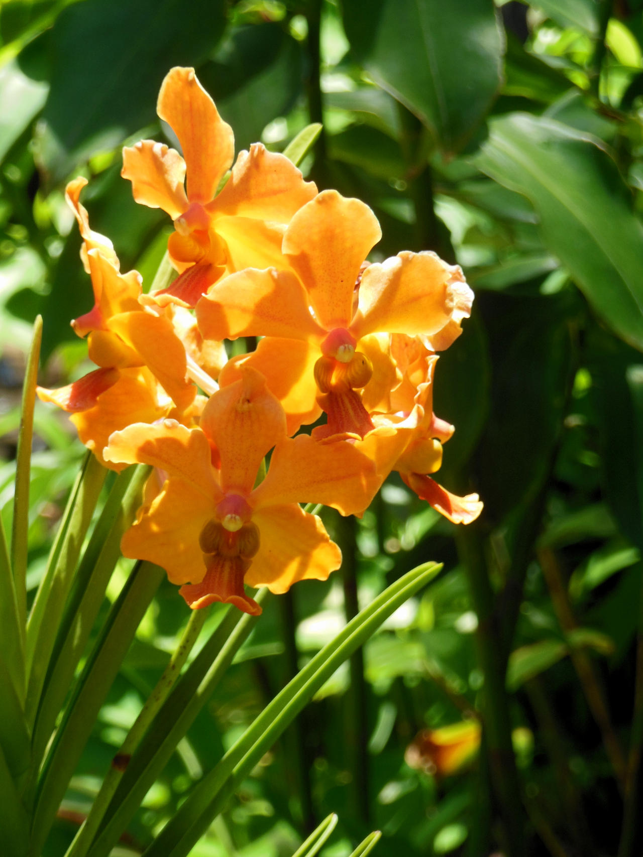 Vanda Orchids