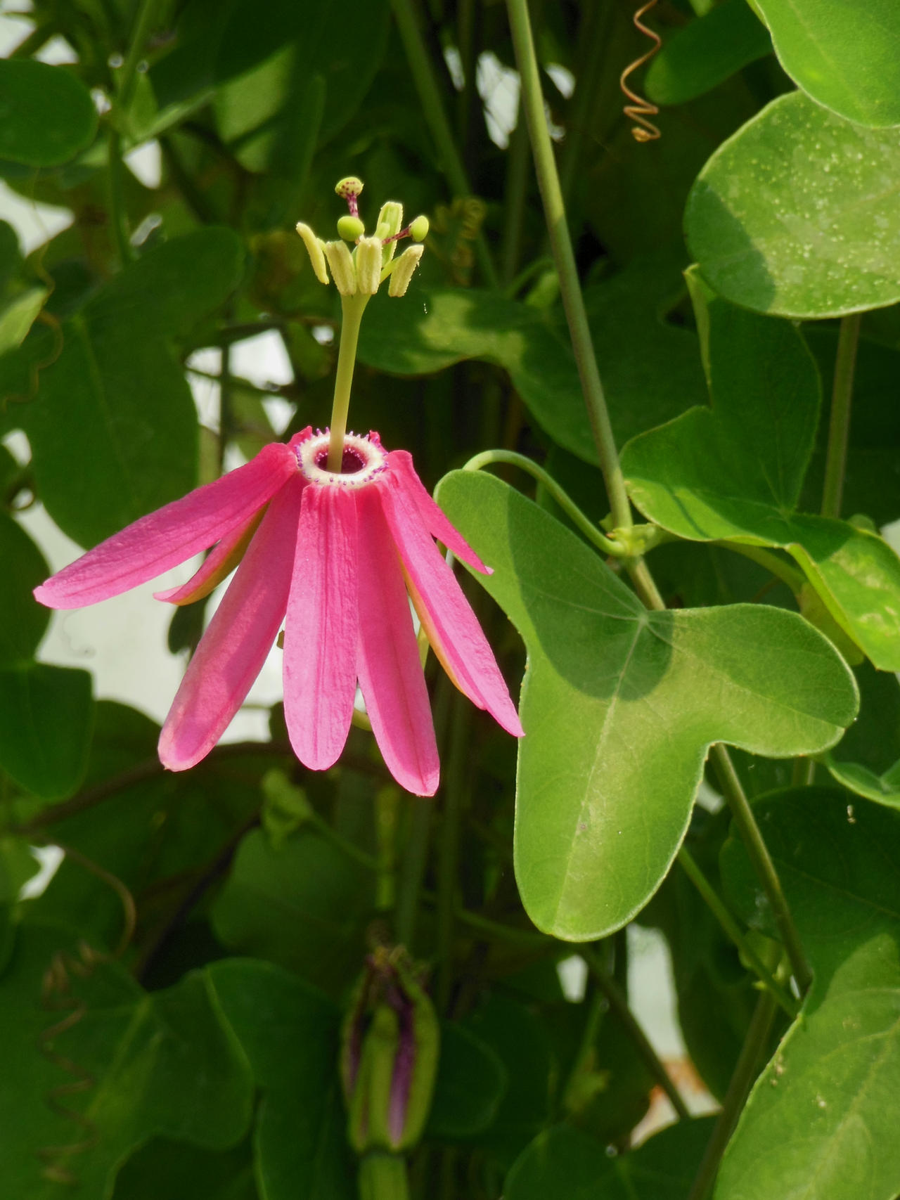 Passiflora