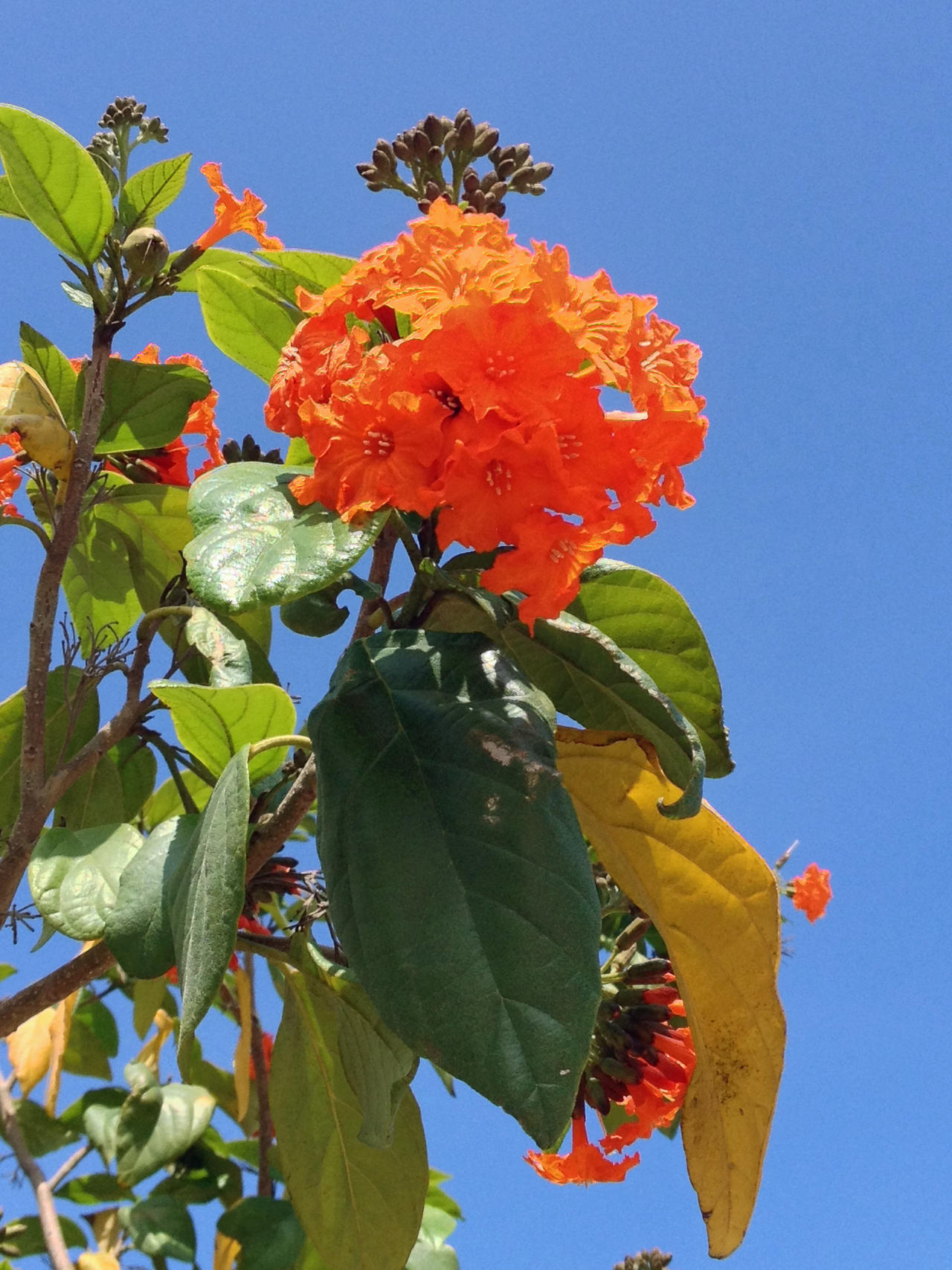 Orange Geiger Tree by joeyartist on DeviantArt