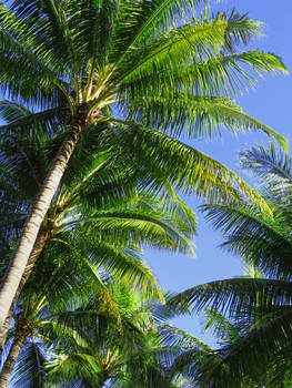 Hawaiian Coconut Palms