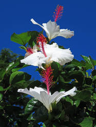 Hawaiian Hibiscus