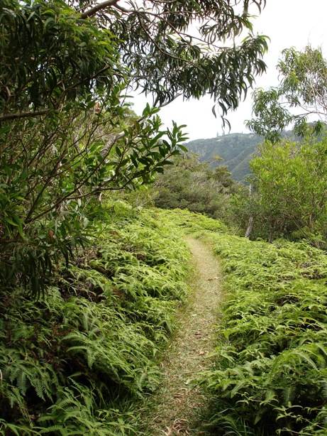 Manoa Fern Trail