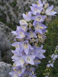 Rock flower