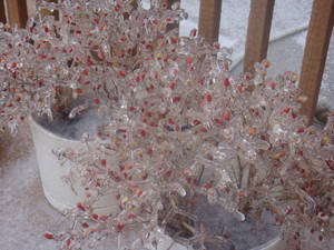 Frozen Pepper Plant