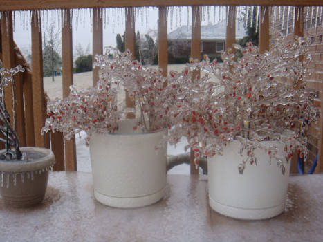 Two Frozen Pepper Plants