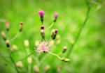 Grass Flower by Orchideacae