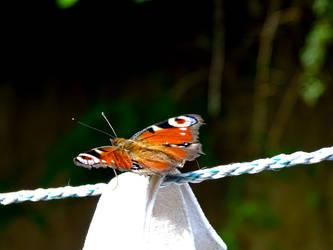 Every butterfly used to be caterpillar