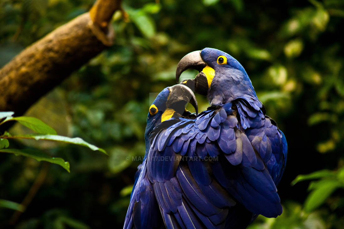 Blue Macaws