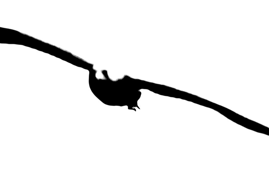 Bird Falling Deviantart bird by 7thChangeling on DeviantArt