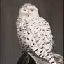 Snowy Owl