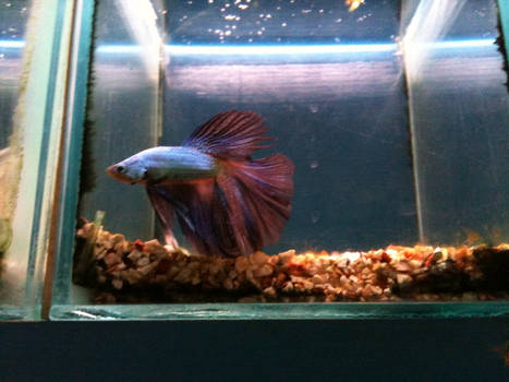 gold fish bowl betta 3