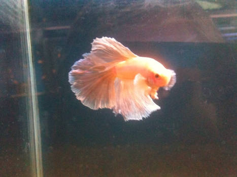 gold fish bowl betta 4