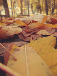 Autumn leafs.