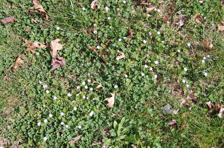 Spring Ground Spring Ground by 8ShiNoTenshi8 on DeviantArt
