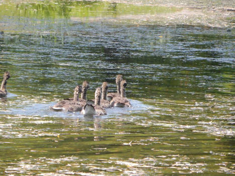 Geese Swimming 2