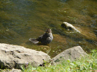 Bird Bath