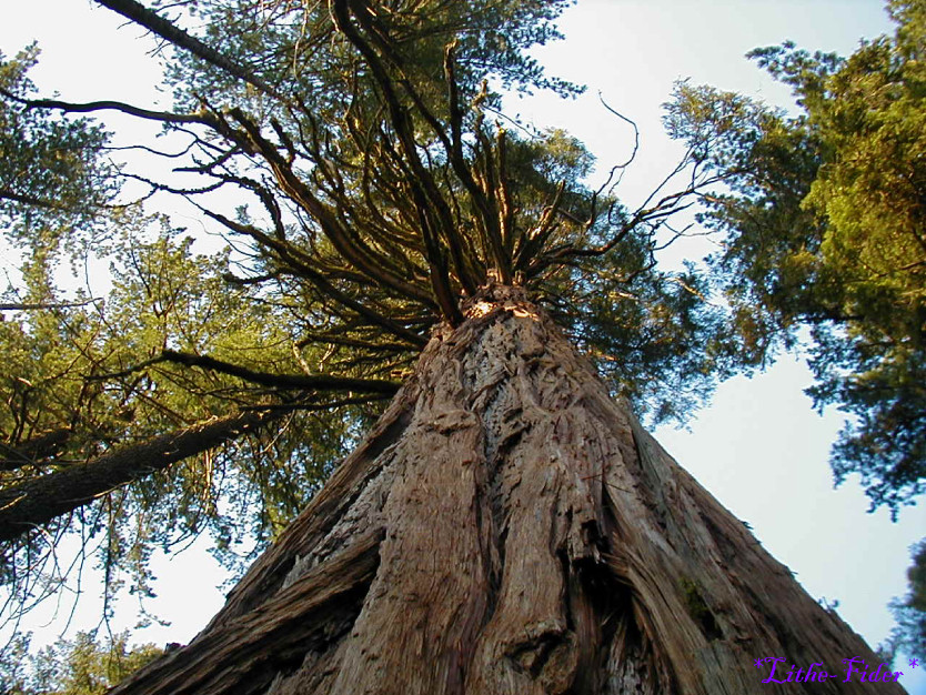 California Redwood