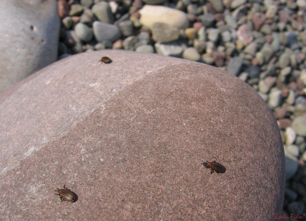 Rock Bug Insect Bugs on a Rock by Lithe-Fider on DeviantArt
