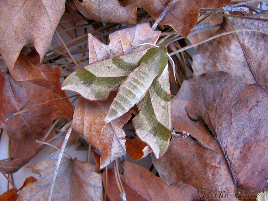 Dried Leaves