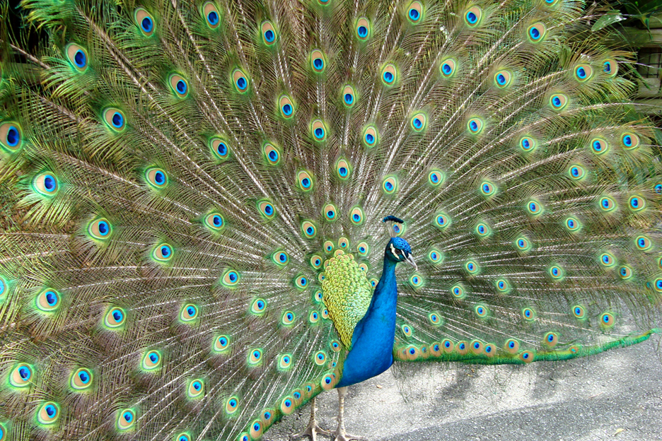 Peacock