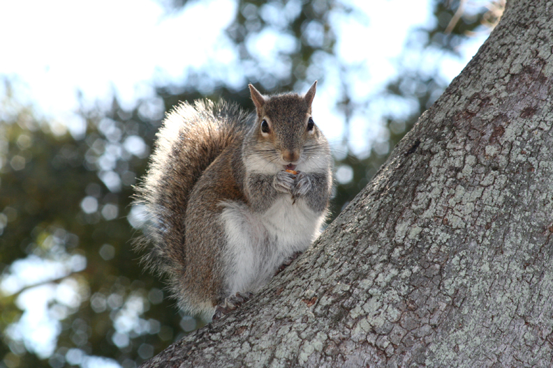 Squirrel