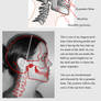 skull Reference and tut 2