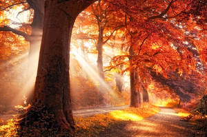 fall on fire by LarsVanDeGoor fall on fire by LarsVanDeGoor