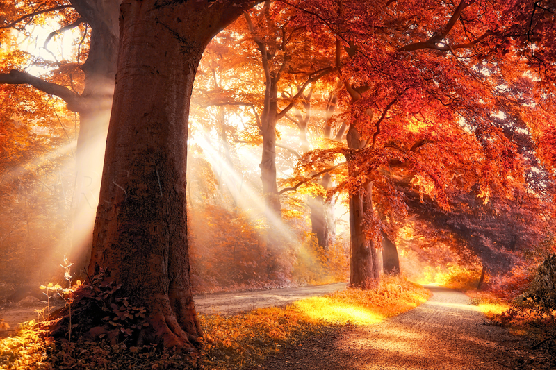 fall on fire by LarsVanDeGoor