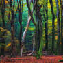 Speulder Forest