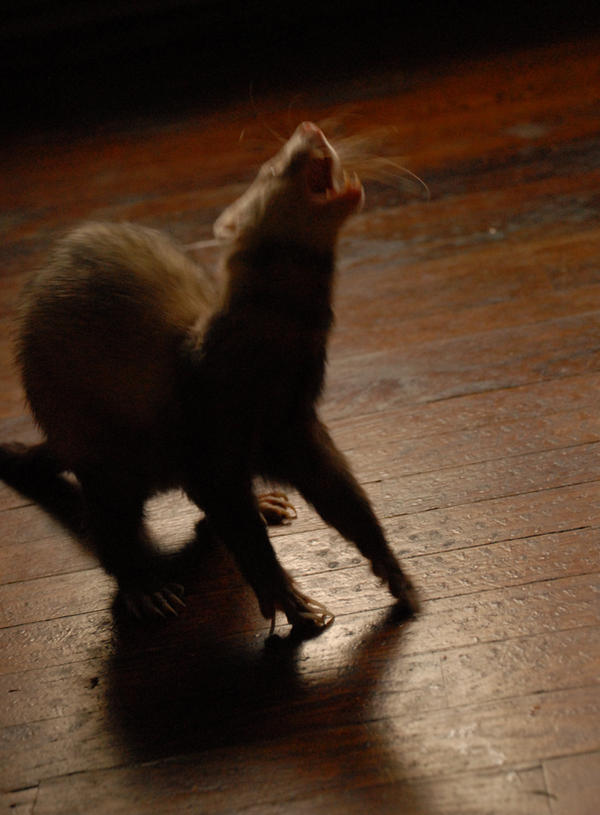 Ferret Defensive Ferret on the Defense by MadameSophie on DeviantArt