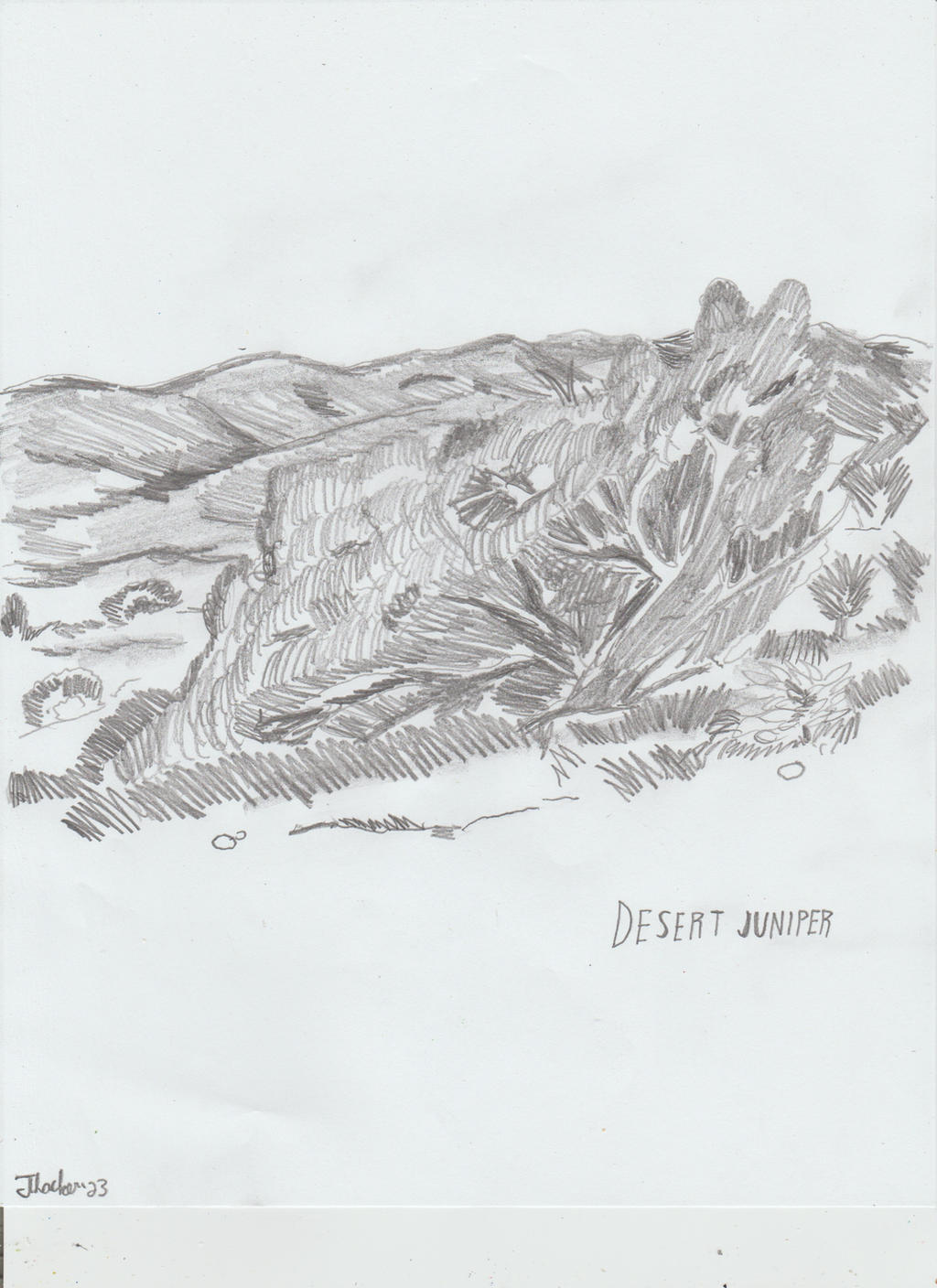 Desert Juniper