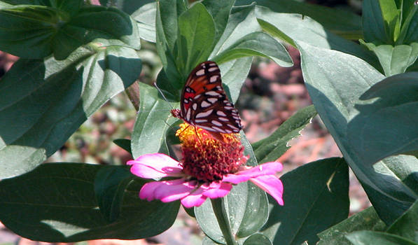 Gulf Fritillary