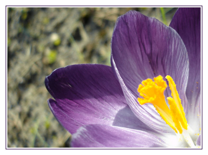 purple crocus