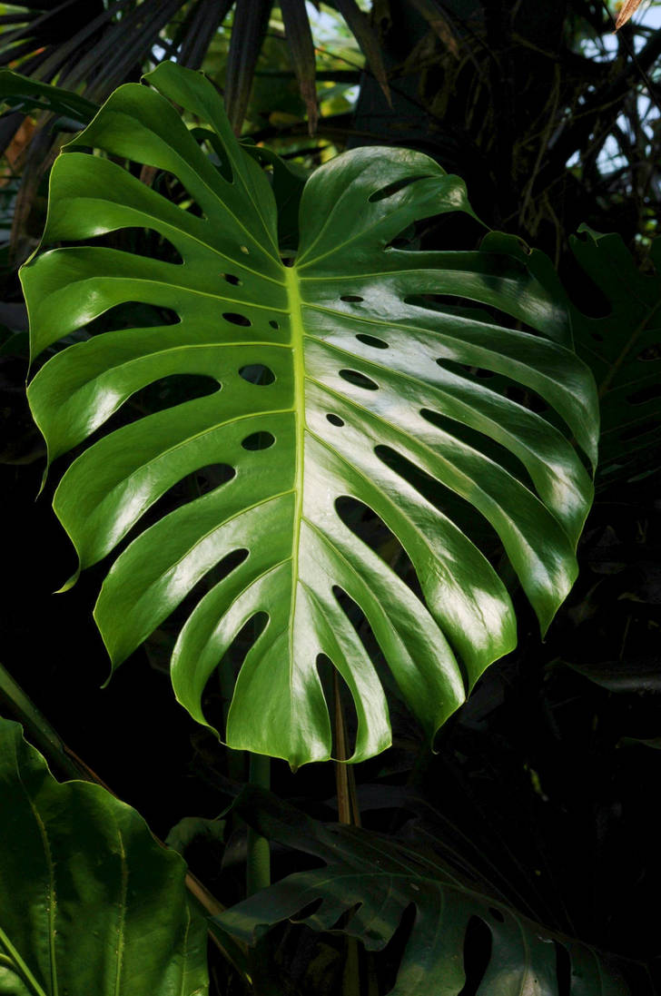 Cool Leaf Rfa Cool Leaf by Arbutusridge on DeviantArt