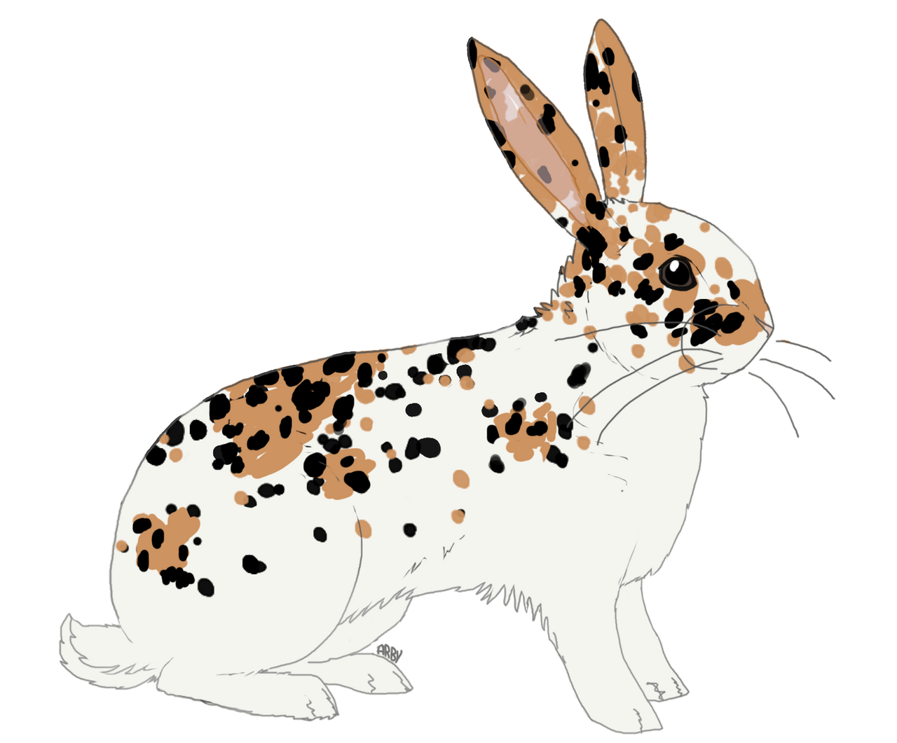 Rhinelander Rabbit Body Shape Commissions: OPEN - Pricing and examples by Arbutusridge on DeviantArt