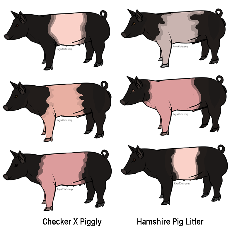 HAMPSHIRE PIG PATTERN ~ PIGGY LOVE ~ STANDS ON 4 LEGS ~ FURRY OR PAINTED #179 HAMPSHIRE PIG PATTERN ~ PIGGY LOVE ~ STANDS ON 4 LEGS ~ FURRY OR PAINTED #179