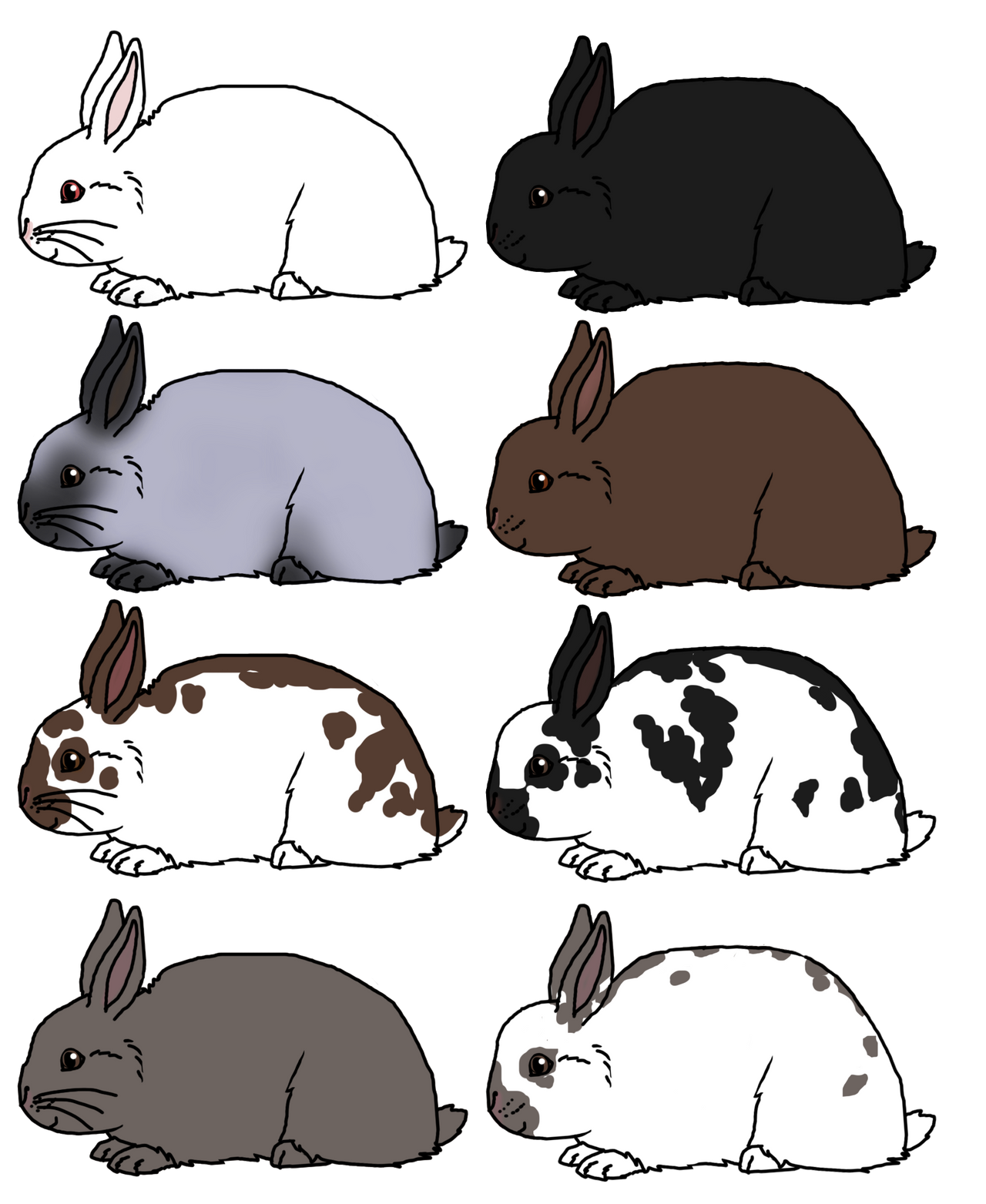 Chocolate 2024 polish rabbit