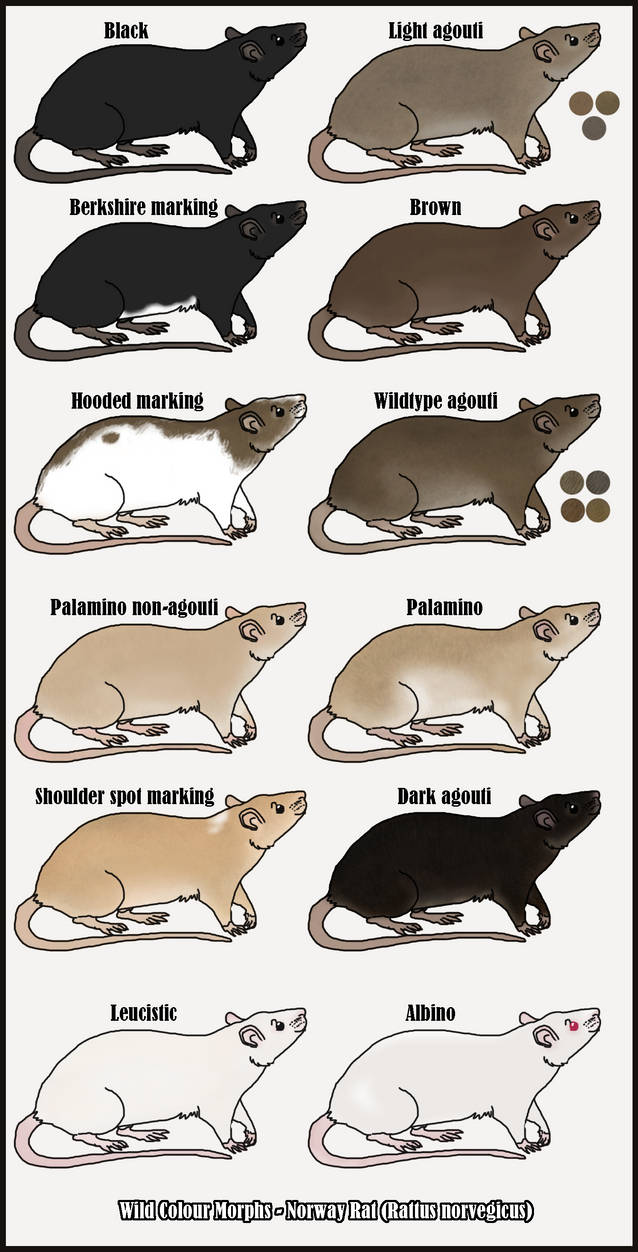 Colour variation in the wild Norway Rat by Arbutusridge on DeviantArt