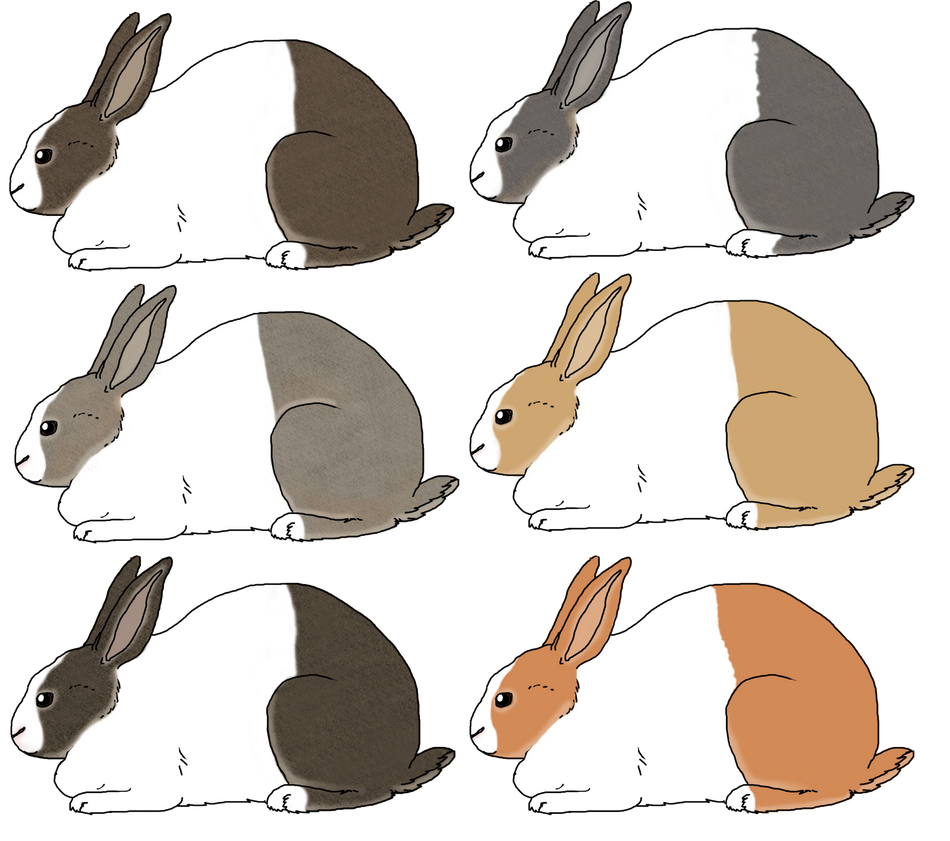 Apricot X Oatmeal - Dutch rabbit litter by Arbutusridge on DeviantArt