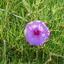 Texas Wildflowers IV