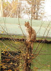 the cat in my backyard ( joking )