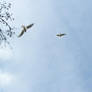 Seaguls in flight5