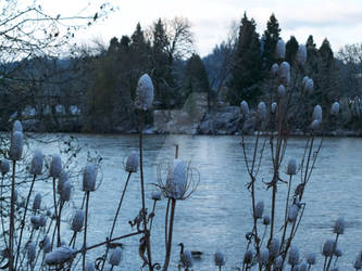 snow reeds