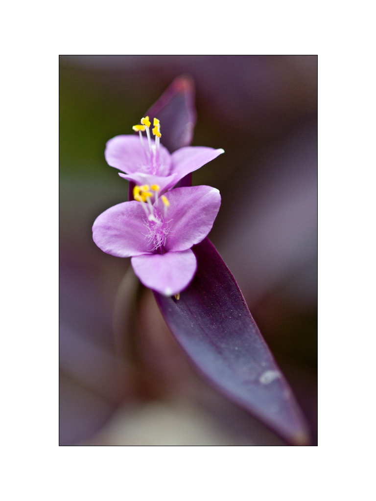 Tiny Purple Flower