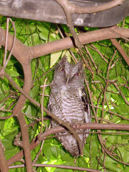 Screech Owl