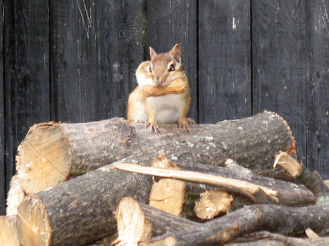 Chipmunk with a Mouth Full