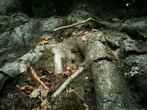 Tree roots