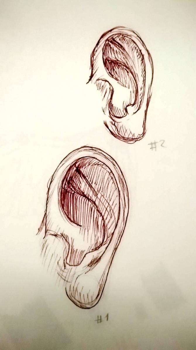 Ear Study by Irininis on DeviantArt