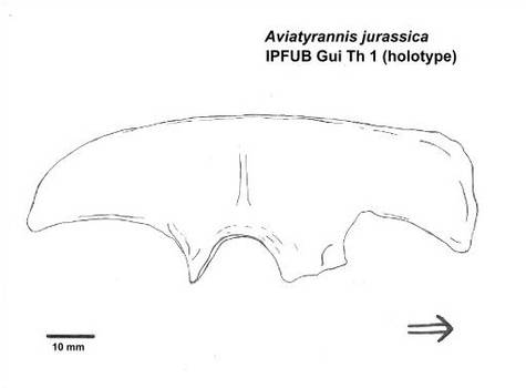 Aviatyrannis ilium