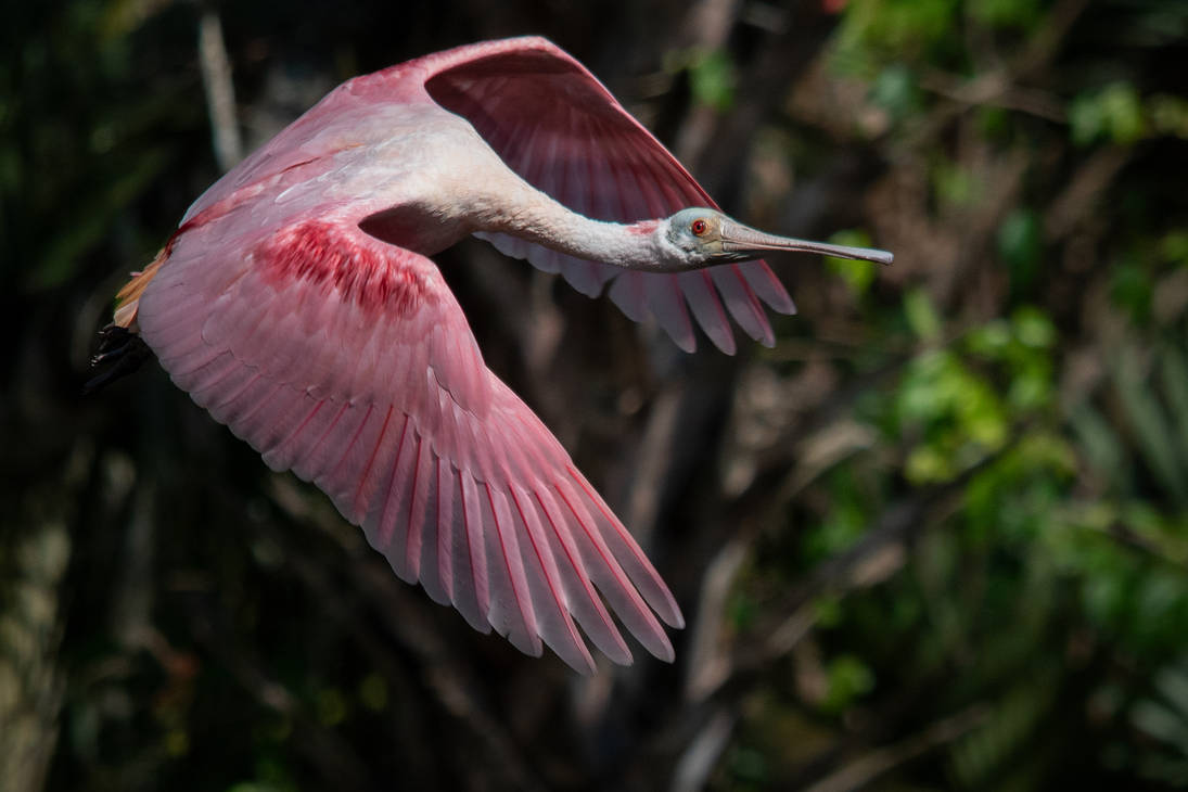 Roseate spoonbill in flight by TorsteinEriksen on DeviantArt